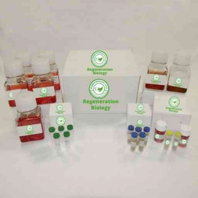 Human Renal Artery Endothelial Cell Culture Kit