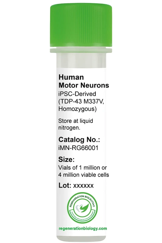 Human Motor Neurons, iPSC-Derived (TDP-43 M337V, Homozygous)