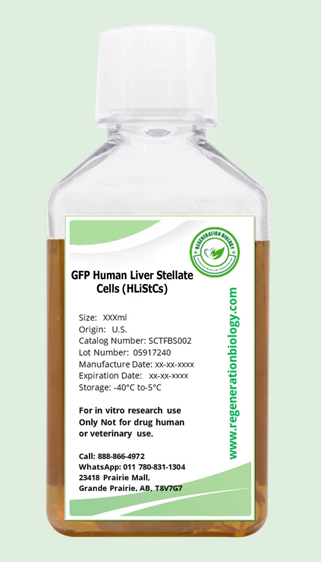 GFP Human Liver Stellate Cells (HLiStCs)